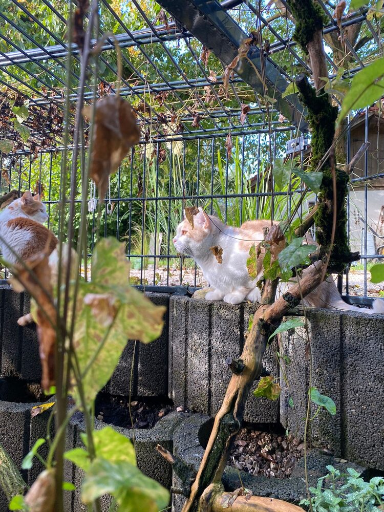 Ragdoll-Katze genießt das Freigehege
