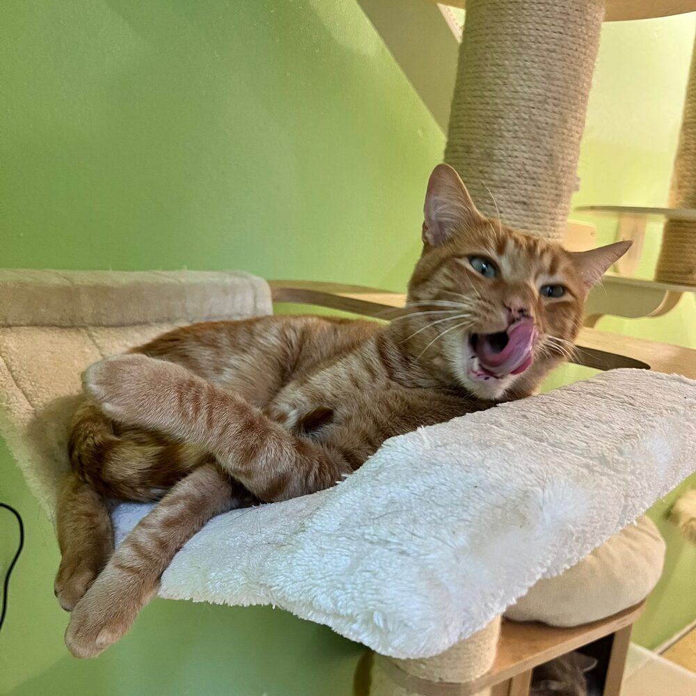 Kater entspannt in der Hängematte