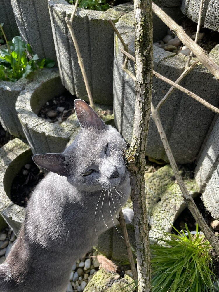 Graue Katze schaut neugierig