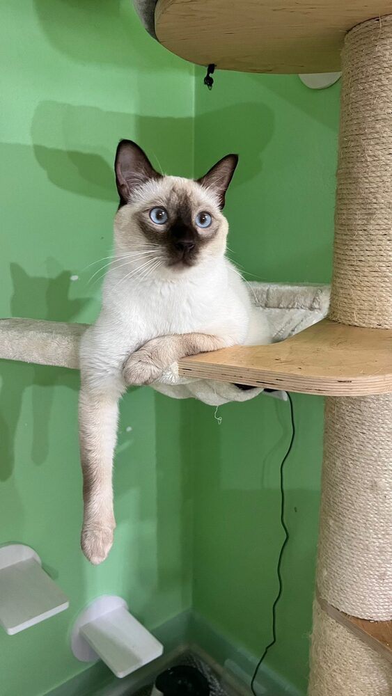 Siamkatze in der Katzenpension