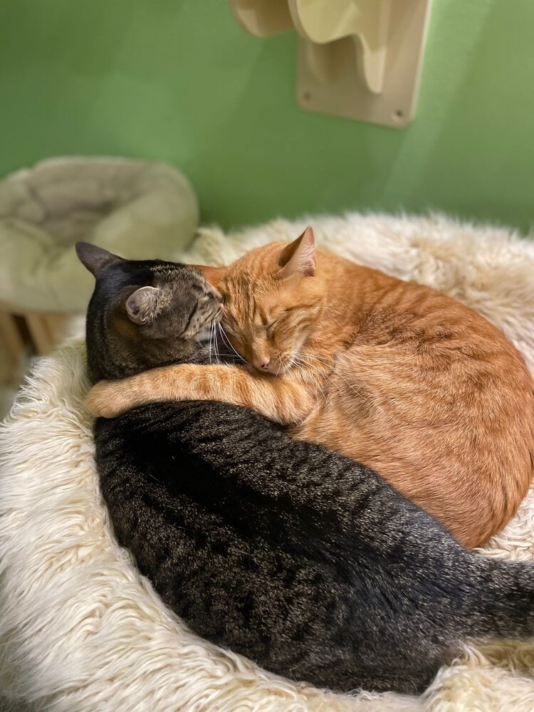 Zwei Katzen kuscheln entspannt miteinander in der Katzenpension