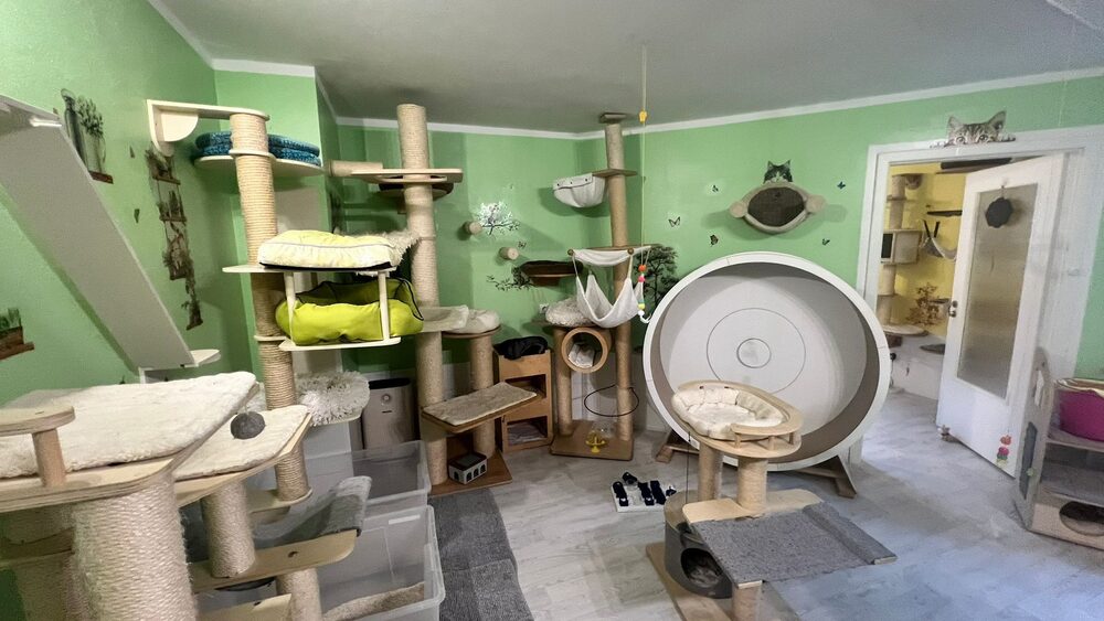 Grünes Gruppenzimmer mit Kratzbäumen