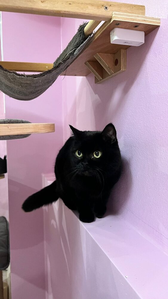 Lila Zimmer mit schwarzer Katze auf dem Kratzbaum